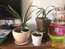 劉閣蘭花梅瓣銘品 紅一品 現帶濃香花苞出售室內花卉蘭花苗蘭草盆栽 5苗連體裸根帶花 曬單實(shí)拍圖