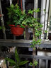 花友 常春藤盆栽垂吊蘭室內(nèi)陽臺長青藤蔓懸掛水培綠植物爬藤 200#吊盆(藤長60~80cm)×2盆套 含盆 曬單實拍圖