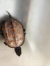 海童（KAIDO）龜糧烏龜飼料巴西龜草龜高鈣龜食小烏龜通用糧陸龜水龜高蛋白龜糧 5mm龜糧120g(適合10cm以上烏龜) 曬單實(shí)拍圖