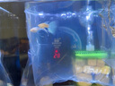 藍白孔雀魚(yú)藍白大C繡球孕母緞帶精品熱帶魚(yú)小型魚(yú)觀(guān)賞魚(yú)小魚(yú) 藍白緞帶公+大c緞帶母 曬單實(shí)拍圖