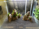 玩家寶貝水草泥亞馬遜種植泥黑泥水晶蝦泥小魚(yú)缸布景水草缸底沙含肥魚(yú)缸底 水草泥-2包（共4斤） 曬單實(shí)拍圖