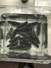 喵和漁 淡干海參禮盒干貨遼寧滋補(bǔ)海參禮盒裝海參海鮮水產(chǎn) 250g（40-50只）禮盒裝 曬單實(shí)拍圖