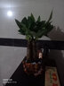 綠蔭巷子發(fā)財樹(shù)盆栽室內客廳桌面綠植小盆景三桿發(fā)財樹(shù)苗招財樹(shù)植物花卉 【雙孔發(fā)財】3連桿+富貴椰+石子 曬單實(shí)拍圖