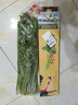 辰實【順豐】章丘鮑芹 原芹 山東芹菜農(nóng)家蔬菜清脆 現(xiàn)摘現(xiàn)發(fā) 5斤 曬單實拍圖