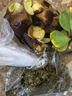 嘉瑰水養植物浮萍水草葫蘆養龜魚(yú)蝦水芙蓉水面漂浮水生植物魚(yú)缸四季凈 葫蘆1棵+水芙蓉1棵+浮萍100朵 曬單實(shí)拍圖