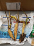 花無(wú)涯（huawuya）小型碗蓮苗根莖帶花根塊水生微型小荷花種藕荷花苗碗蓮根蓮花根 楚女 不含盆 曬單實(shí)拍圖