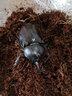 獨角仙成蟲【新蟲】幼蟲新手入門套餐寵物昆蟲甲蟲鍬甲活體送說明 成蟲4--5厘米公蟲 曬單實拍圖