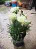 拓賽  盆栽花 康乃馨盆栽重瓣庭院大花苗室內綠植石竹觀(guān)花辦公室D9 綠色 不含盆 曬單實(shí)拍圖