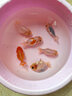 金魚(yú)（Jinyu）精品蘭壽觀(guān)賞魚(yú)蘭壽苗玉兔壽淡冷水魚(yú)好養賽級金魚(yú) 精品玉兔壽7-8CM 曬單實(shí)拍圖