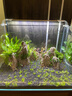 玩家寶貝水草泥亞馬遜種植泥黑泥水晶蝦泥小魚(yú)缸布景水草缸底沙含肥魚(yú)缸底 水草泥-2包（共4斤） 曬單實(shí)拍圖