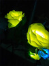 Komebrite 太陽能燈庭院燈花園別墅裝飾燈仿真玫瑰花燈戶外防水插地草坪燈 太陽能3頭【2只裝】粉玫瑰 太陽能插地草坪燈 曬單實拍圖