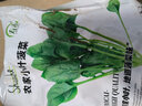 壽禾 黃心菜油菜種子玫瑰烏塌菜白菜菜籽菜子蔬菜秋冬季黑菜種籽 壽禾雪玲瓏黃心烏種子20g原裝 曬單實拍圖