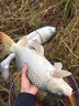 奧光 釣魚線主線進(jìn)口路亞線斑點(diǎn)魚線子線超強(qiáng)拉力尼龍線偽裝隱形漁線 變色斑點(diǎn)線 1.2號(hào) 曬單實(shí)拍圖