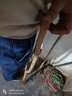 CHUANGSHIJI桑樹(shù)苗桑葚樹(shù)苗桑樹(shù)大葉苗桑葚苗南北方四季種植結果地栽 盆栽苗 八年苗（品種備注） 50cm(含)-60cm(不含) 曬單實(shí)拍圖