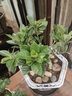 仟草集大葉梔子花綠植大花梔子四季開花樹苗陽臺(tái)室內(nèi)盆栽濃香花卉 3年苗梔子花（帶花苞） 不含盆 曬單實(shí)拍圖