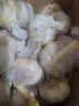 舞荷果大蒜大蒜批發(fā)價(jià)農(nóng)家大蒜頭臘八蒜 1500g 曬單實(shí)拍圖