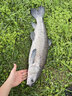 希格曼巨魚大物魚線柔軟原絲巨物線強(qiáng)拉力尼龍線青鱘魚專用釣魚線漁線 50米 巨魚A40子線【】 18號(hào) 曬單實(shí)拍圖