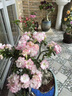 十色沙漠玫瑰十年以上特大老樁四季開(kāi)花多肉植物室內陽(yáng)臺喜陽(yáng)綠植 白色十五年老樁帶花苞粗14-17CM 帶盆栽好 曬單實(shí)拍圖