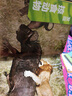 美國國家地理掠食動物大百科 少兒彩圖精裝版 中小學生課外科普讀物 曬單實拍圖