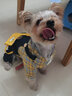 嬉皮狗（hipidog）狗狗衣服小型犬寵物秋冬保暖泰迪比熊博美可愛(ài)小狗四腳秋冬裝 曬單實(shí)拍圖