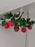 雅璇 仿真蔬菜水果藤條裝飾綠葉藤條塑料藤蔓壁掛3d彩印實(shí)心果子 蘋(píng)果 曬單實(shí)拍圖