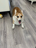 豆柴（docile）狗糧成犬鴨肉梨凍干幼犬全犬種全階段泰迪金毛鮭魚(yú)海藻 凍干鴨肉 凍干鴨肉梨狗糧8kg 曬單實(shí)拍圖