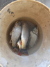 川澤七星漂線組草洞漂野釣浮漂散裝超靈敏度傳統(tǒng)釣鯽魚漂套裝魚漂 圓柱形A2 (線號(hào)：1.0-2.5) 七星漂7+1+1 (5組裝) 曬單實(shí)拍圖