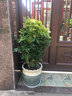 仙植緣鴨腳木八方來財(cái)大型盆栽室內(nèi)外陽臺觀葉植物吸甲醛同城綠植 鴨腳木（白瓷盆）約1.3-1.4米 曬單實(shí)拍圖