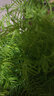 中夢(mèng)水杉水培魚(yú)缸造景溪流缸水杉盆栽盆景魚(yú)池水生植物綠植水草室內外 水杉30-40cm高5棵 曬單實(shí)拍圖
