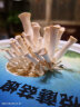 花e流 食用菌棒菌种菌包平菇食用蘑菇农产品蘑菇菌种植多肉植物阳台 平菇桶装 实拍图
