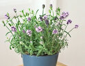 耘淘普羅旺斯薰衣草種子四季種易活庭院陽(yáng)臺盆栽室內花籽蚊蟲(chóng)香草種孑 普羅旺斯薰衣草500粒 曬單實(shí)拍圖