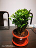 致薈樹(shù)四季茉莉花盆栽陽(yáng)臺觀(guān)花植物茉莉花苗辦公室內桌面綠植花卉帶花苞 茉莉花【橫紋盆】 曬單實(shí)拍圖