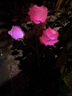 Komebrite 太陽能燈庭院燈花園別墅裝飾燈仿真玫瑰花燈戶外防水插地草坪燈 太陽能3頭【2只裝】藍玫瑰 太陽能插地草坪燈 曬單實拍圖