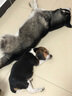 帥帥名寵帥比格犬小型短毛犬保純種活體寵物幼犬  英國小獵犬60天健康保障 寵物級(jí) 曬單實(shí)拍圖