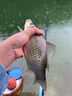 魚(yú)膳房神野風(fēng)暴魚(yú)餌 野釣鯽魚(yú)鯉魚(yú)餌料 黑坑紅蟲(chóng)鯽腥香拉絲粉打窩釣魚(yú)餌 神野風(fēng)暴(腥香)+(香腥) 曬單實(shí)拍圖