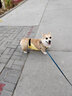冇寵狗狗肚兜柯基犬專用護(hù)肚子防著涼衣服春夏季防臟夏季防著涼圍兜 母狗款：黃色 L號【建議27-38斤】 曬單實(shí)拍圖