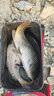 垂弦飛磕浮漂座競技標座超緊魚(yú)漂座硅膠漂座特級不傷線(xiàn)釣魚(yú)小配件 飛磕超緊倍力漂座（大號30枚） 曬單實(shí)拍圖