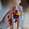爸爸妈妈人体解剖器官内脏构造结构模型身体部分认知学生男女孩儿童玩具男孩女孩生日六一儿童节礼物 实拍图