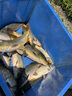 獵魚王網紅裴裴 裴萊道鯉魚散炮添加劑魚餌黑坑搶魚偷驢爆護鯉魚餌料 果誘（100ml） 曬單實拍圖