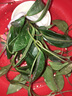 新苗特價(jià)球蘭盆栽球蘭花苗小苗 球形花卉 球蘭花室內爬藤花卉盆栽 3號諾曼底 不含盆 曬單實(shí)拍圖