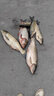 川澤魚(yú)竿纏把帶防滑吸汗防水防電釣竿龍骨手把纏繞帶魚(yú)桿PU握把帶 中國紅2.0m【PU+EVA記憶龍骨】 1條裝【防滑耐磨 握持感更佳】 曬單實(shí)拍圖