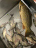 挺派釣鯉魚餌料黑坑專用搶魚野釣江河水庫釣鯉魚小藥薯香螺鯉香套餐餌 酵香鯉（野釣常用肥水水質(zhì)差） 曬單實(shí)拍圖