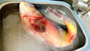 黑龍江土特產(chǎn)冷水三道鱗大鯉魚(yú)鋰拐子無(wú)鱗魚(yú)新鮮整條鮮活速凍水產(chǎn) 3斤三道鱗一條 曬單實(shí)拍圖