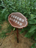 oein定制花草提示牌標(biāo)語(yǔ)牌廣告牌草地牌插地告示牌綠化牌草坪牌警示牌 現(xiàn)貨小尺寸板20*30總高50cm 曬單實(shí)拍圖