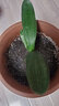 君子蘭苗室內(nèi)綠植花卉高檔植物室內(nèi)盆景蘭花盆栽君子蘭盆栽君子蘭大小苗蘭花苗 白梅花 4到6片葉子 曬單實(shí)拍圖