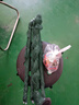 捕魚(yú)籠蝦籠捕蝦籠餌料地魚(yú)餌籠網(wǎng)餌料龍蝦鯽魚(yú)螃蟹黃鱔泥鰍誘餌蝦餌捕蝦網(wǎng)漁網(wǎng)餌料魚(yú)食 1袋(魚(yú)蝦都能用) 曬單實(shí)拍圖