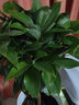 瑰瑋平安樹(shù)盆栽肉桂盆景客廳辦公室送禮喬遷凈化空氣大型常綠植物花卉 高50-60cm含塑料白螺紋盆 含盆 曬單實(shí)拍圖