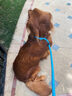 HUNTER德國(guó)進(jìn)口中大型犬狗狗牽引繩加粗防爆沖狗繩p繩P鏈狗鏈一體訓(xùn)犬繩 藍(lán)色 長(zhǎng)180cm,直徑1.0cm（中大型犬） 曬單實(shí)拍圖
