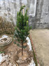 正宗南方紅豆杉大樹(shù)苗綠植地栽盆栽綠化別墅庭院室內種紅豆杉樹(shù)苗 3公分 南方紅豆杉 高1.2-1.4米 不含盆 曬單實(shí)拍圖