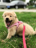 蘭敘小體犬幼犬專(zhuān)用牽引繩超小體約克夏胸背茶杯犬1斤狗繩小鹿犬狗狗 【藍粉拼】+牽引繩【1.5米】 XXXS【胸圍24-28cm】建議1-3斤 曬單實(shí)拍圖